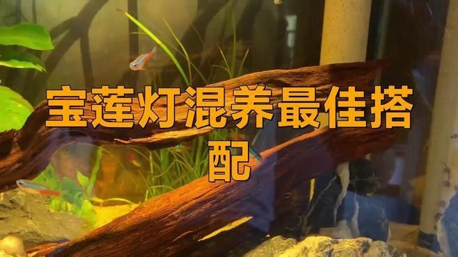 哪種混養方案最適合新手？：新手如何選擇最適合的混養方案