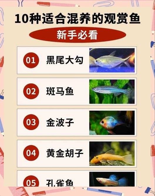 哪種混養方案最適合新手？：新手如何選擇最適合的混養方案