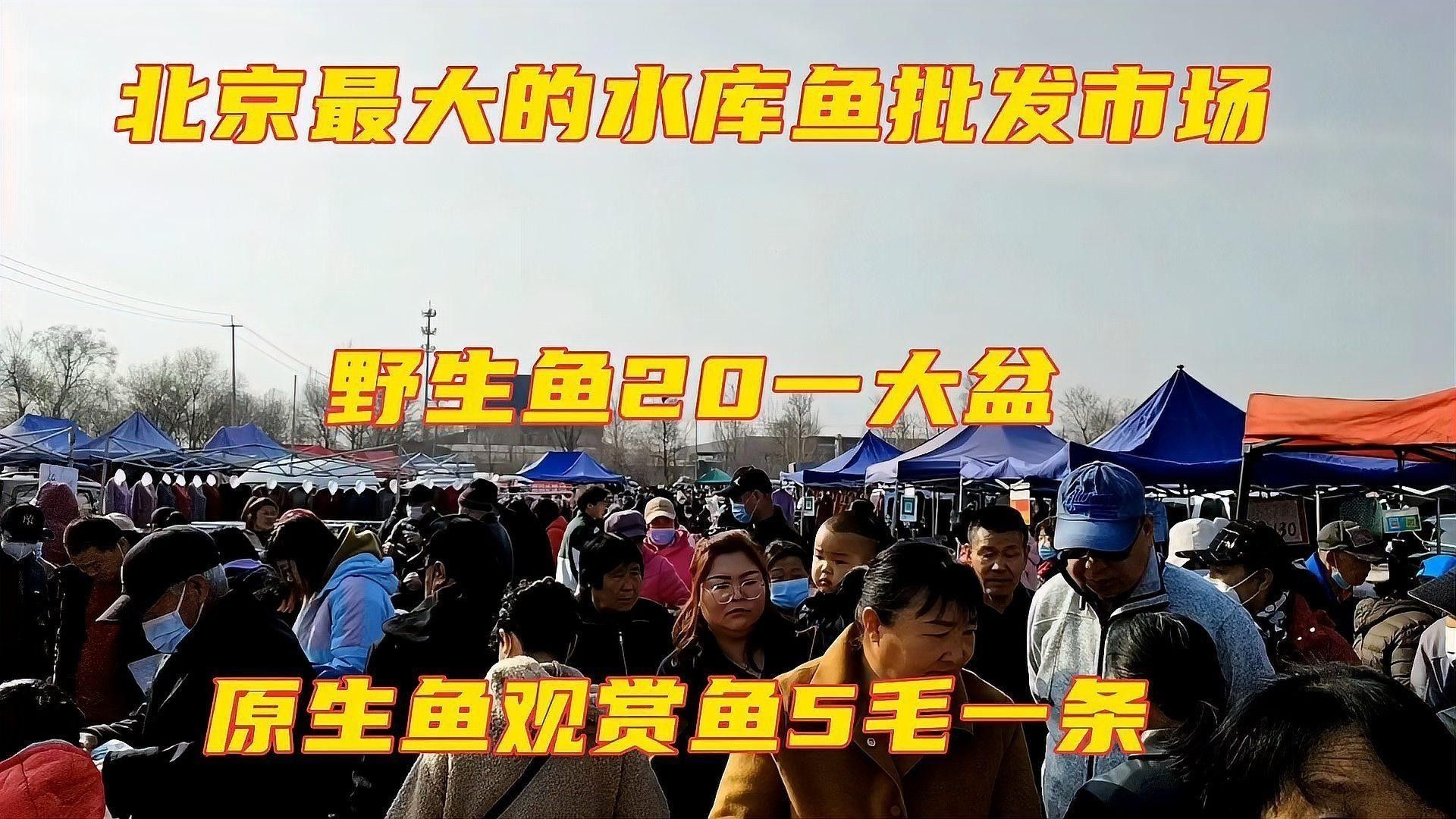 如何評估龍魚市場的流動性？：如何評估龍魚市場的流動性 如何評估龍魚市場的流動性？：如何評估龍魚市場的流動性 龍魚百科 第3張