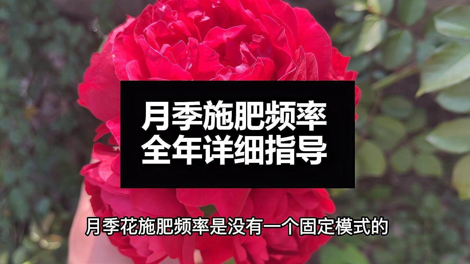紅龍月季的最佳施肥方法：紅龍月季施肥方法至關重要， 紅龍月季的最佳施肥方法：紅龍月季施肥方法至關重要， 龍魚百科 第1張