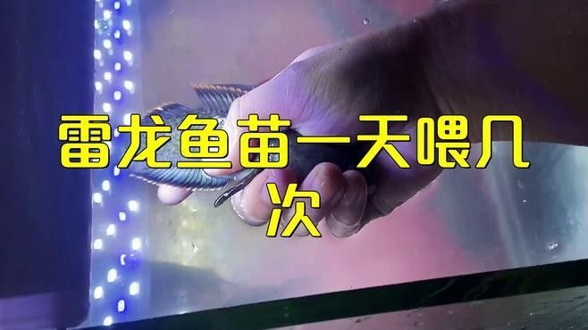 火背雷龍魚多久喂一次食物？：火背雷龍魚喂食頻率的調(diào)整