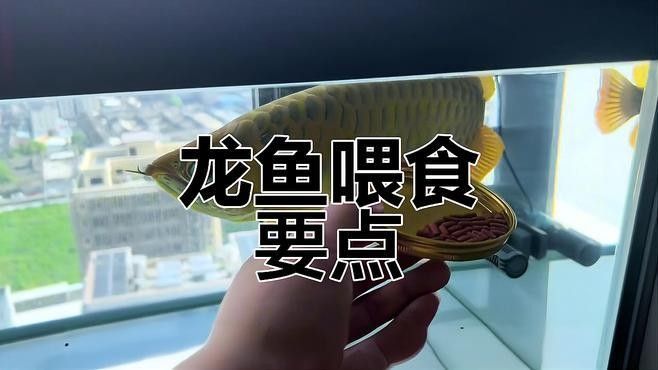 紅龍魚多久喂一次最好：紅龍魚喂食頻率怎么調整？ 紅龍魚多久喂一次最好：紅龍魚喂食頻率怎么調整？ 龍魚百科 第2張