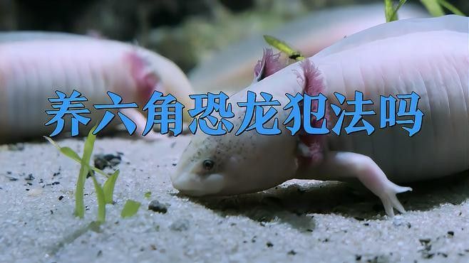 人工繁殖的六角恐龍魚如何合法購買：人工繁殖的六角恐龍魚 人工繁殖的六角恐龍魚如何合法購買：人工繁殖的六角恐龍魚 龍魚百科 第2張