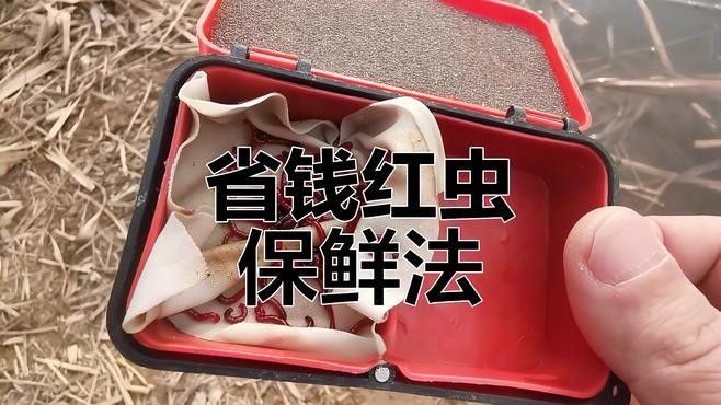 紅蟲去頭后如何保存？：wps辦公胡老師：紅蟲放冰箱里能保存多久木燚燚