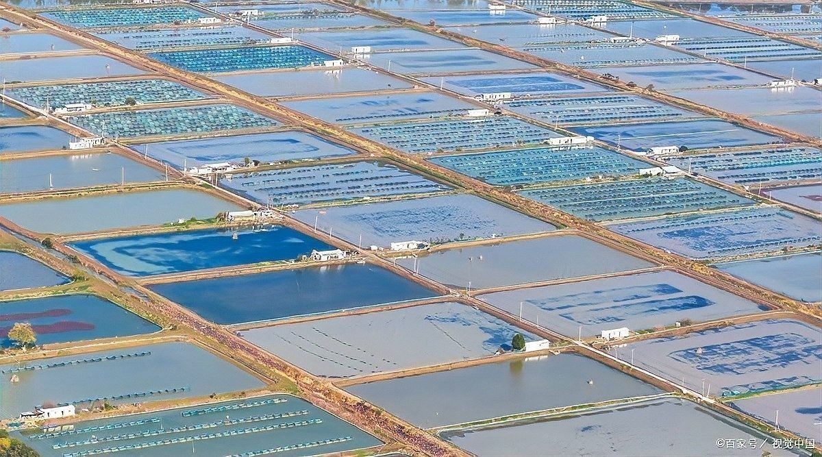 紅蟲去頭后如何保存？：wps辦公胡老師：紅蟲放冰箱里能保存多久木燚燚