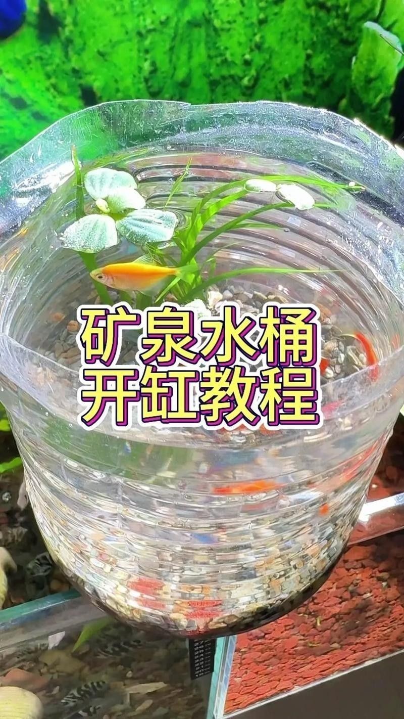 龍魚之巔有DIY魚缸教程嗎？：龍魚之巔diy魚缸制作教程