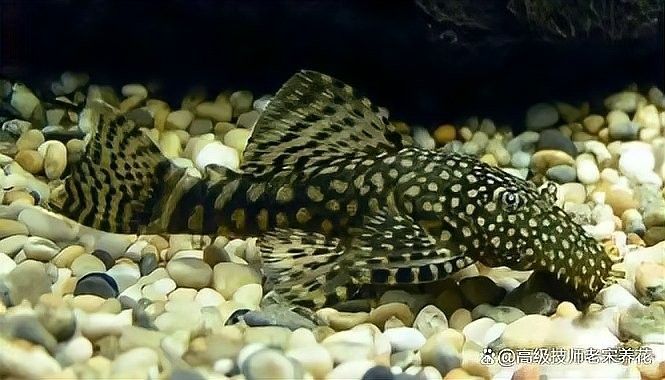 龍魚缸清潔工如何投喂？：魚缸清潔工投喂時需遵循一系列步驟以確保水質和食物的安全