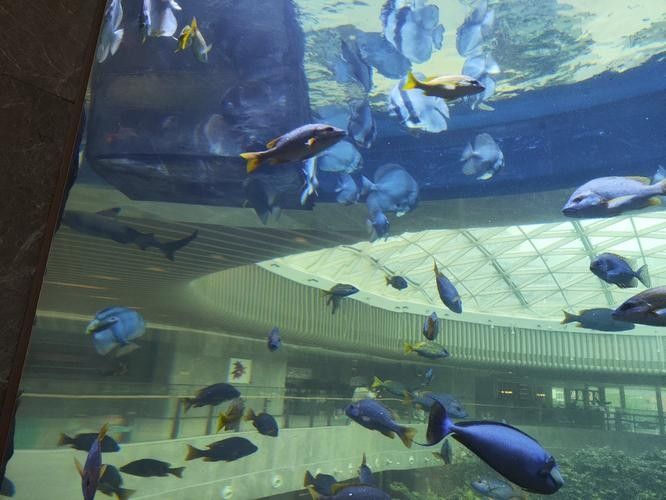 船山哪個水族館龍魚好？祥龍魚場龍魚：廣州龍魚祥龍魚場龍魚養殖知識詳解99學術網 船山哪個水族館龍魚好？祥龍魚場龍魚：廣州龍魚祥龍魚場龍魚養殖知識詳解99學術網 龍魚百科 第6張