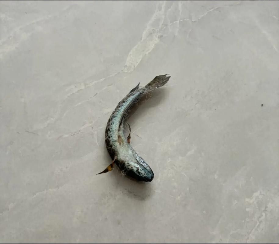 如何預防雷龍魚的跳缸行為:如何有效預防雷龍魚的跳缸行為 龍魚百科 第1張 如何預防雷龍魚的跳缸行為:如何有效預防雷龍魚的跳缸行為 如何預防雷龍魚的跳缸行為:如何有效預防雷龍魚的跳缸行為 龍魚百科 第1張