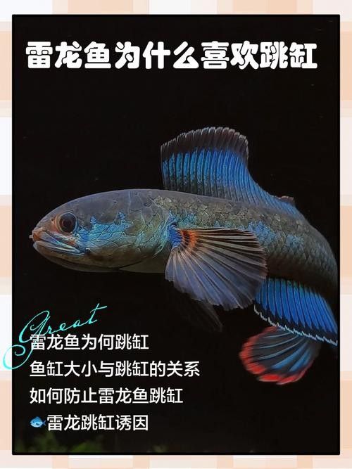 如何預防雷龍魚的跳缸行為:如何有效預防雷龍魚的跳缸行為 龍魚百科 第2張 如何預防雷龍魚的跳缸行為:如何有效預防雷龍魚的跳缸行為 如何預防雷龍魚的跳缸行為:如何有效預防雷龍魚的跳缸行為 龍魚百科 第2張