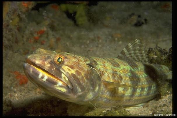 如何預防雷龍魚的跳缸行為:如何有效預防雷龍魚的跳缸行為 龍魚百科 第3張 如何預防雷龍魚的跳缸行為:如何有效預防雷龍魚的跳缸行為 如何預防雷龍魚的跳缸行為:如何有效預防雷龍魚的跳缸行為 龍魚百科 第3張