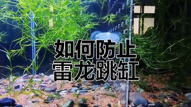 如何預防雷龍魚的跳缸行為：如何有效預防雷龍魚的跳缸行為 如何預防雷龍魚的跳缸行為：如何有效預防雷龍魚的跳缸行為 龍魚百科 第7張