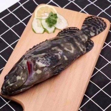 沈陽龍魚批發(fā)市場的價格如何：沈陽龍魚批發(fā)市場價格 沈陽龍魚批發(fā)市場的價格如何：沈陽龍魚批發(fā)市場價格 龍魚百科 第9張