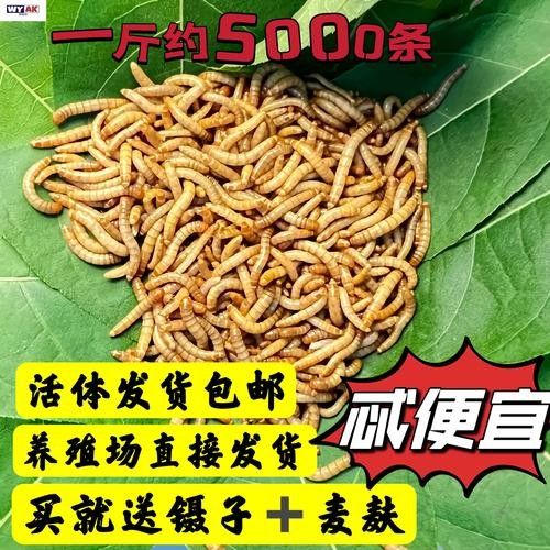 金龍魚吃面包蟲會偏食嗎：金龍魚吃面包蟲會偏食嗎？ 金龍魚吃面包蟲會偏食嗎：金龍魚吃面包蟲會偏食嗎？ 龍魚百科 第4張