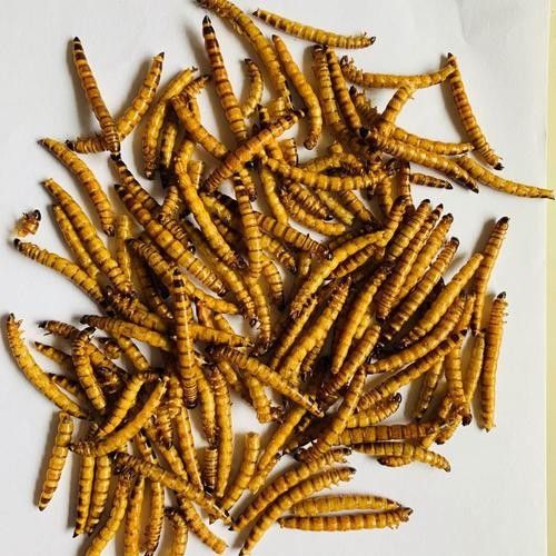 金龍魚吃面包蟲會偏食嗎：金龍魚吃面包蟲會偏食嗎？ 金龍魚吃面包蟲會偏食嗎：金龍魚吃面包蟲會偏食嗎？ 龍魚百科 第1張