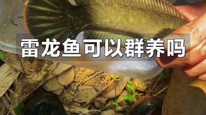 彩虹雷龍魚可以群養嗎？：彩虹雷龍魚可以群養嗎
