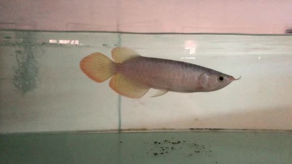 推薦一些高清的龍魚視頻資源：抖音上的“龍魚之家”頻道：抖音上的“龍魚之家”頻道 推薦一些高清的龍魚視頻資源：抖音上的“龍魚之家”頻道：抖音上的“龍魚之家”頻道 龍魚百科 第3張