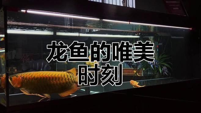 推薦一些高清的龍魚視頻資源：抖音上的“龍魚之家”頻道：抖音上的“龍魚之家”頻道 推薦一些高清的龍魚視頻資源：抖音上的“龍魚之家”頻道：抖音上的“龍魚之家”頻道 龍魚百科 第2張
