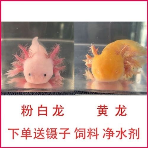 黃龍魚的市場(chǎng)價(jià)格如何：10月1日小黃魚市場(chǎng)價(jià)格行情證券之星黃龍魚市場(chǎng)價(jià)格 黃龍魚的市場(chǎng)價(jià)格如何：10月1日小黃魚市場(chǎng)價(jià)格行情證券之星黃龍魚市場(chǎng)價(jià)格 龍魚百科 第7張