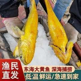 黃龍魚的市場(chǎng)價(jià)格如何：10月1日小黃魚市場(chǎng)價(jià)格行情證券之星黃龍魚市場(chǎng)價(jià)格 黃龍魚的市場(chǎng)價(jià)格如何：10月1日小黃魚市場(chǎng)價(jià)格行情證券之星黃龍魚市場(chǎng)價(jià)格 龍魚百科 第9張