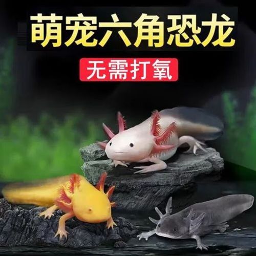 黃龍魚的市場(chǎng)價(jià)格如何：10月1日小黃魚市場(chǎng)價(jià)格行情證券之星黃龍魚市場(chǎng)價(jià)格 黃龍魚的市場(chǎng)價(jià)格如何：10月1日小黃魚市場(chǎng)價(jià)格行情證券之星黃龍魚市場(chǎng)價(jià)格 龍魚百科 第5張