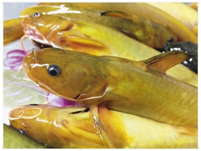 黃龍魚的市場(chǎng)價(jià)格如何：10月1日小黃魚市場(chǎng)價(jià)格行情證券之星黃龍魚市場(chǎng)價(jià)格 黃龍魚的市場(chǎng)價(jià)格如何：10月1日小黃魚市場(chǎng)價(jià)格行情證券之星黃龍魚市場(chǎng)價(jià)格 龍魚百科 第8張
