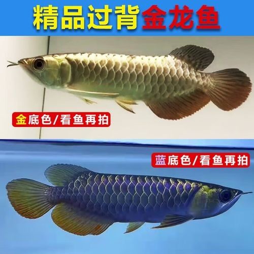 給我一張A級過背金龍魚的照片：a級過背金龍魚 給我一張A級過背金龍魚的照片：a級過背金龍魚 龍魚百科 第17張