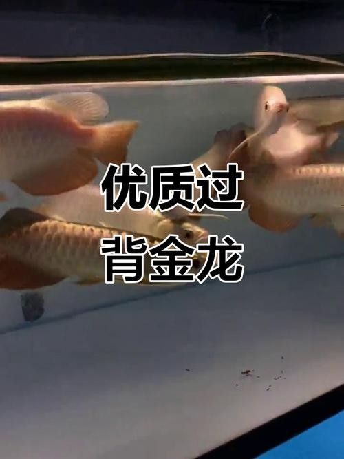 給我一張A級過背金龍魚的照片：a級過背金龍魚 給我一張A級過背金龍魚的照片：a級過背金龍魚 龍魚百科 第23張