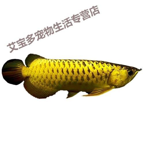 給我一張A級過背金龍魚的照片：a級過背金龍魚 給我一張A級過背金龍魚的照片：a級過背金龍魚 龍魚百科 第18張