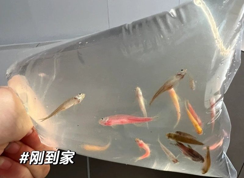 斑馬魚受傷后如何處理？：斑馬魚受傷后的處理方法 斑馬魚受傷后如何處理？：斑馬魚受傷后的處理方法 龍魚百科 第4張