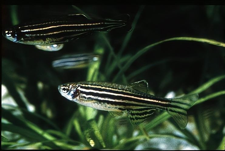 斑馬魚受傷后如何處理？：斑馬魚受傷后的處理方法 斑馬魚受傷后如何處理？：斑馬魚受傷后的處理方法 龍魚百科 第8張