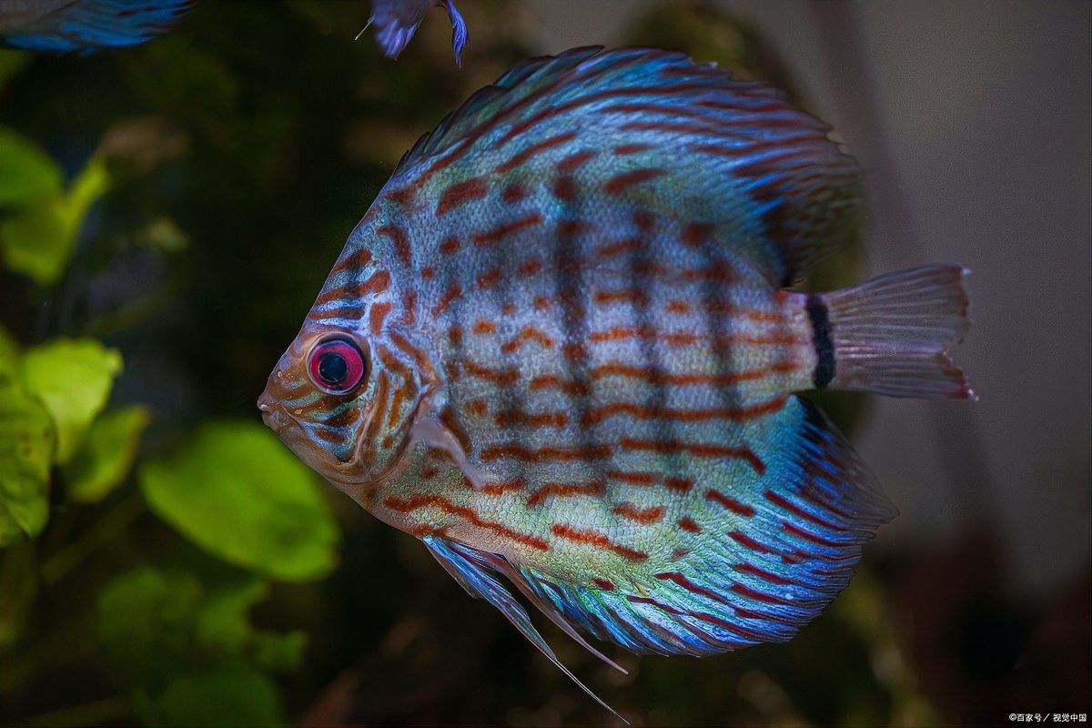 斑馬魚受傷后如何處理？：斑馬魚受傷后的處理方法 斑馬魚受傷后如何處理？：斑馬魚受傷后的處理方法 龍魚百科 第3張