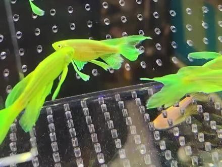 斑馬魚受傷后如何處理？：斑馬魚受傷后的處理方法 斑馬魚受傷后如何處理？：斑馬魚受傷后的處理方法 龍魚百科 第6張