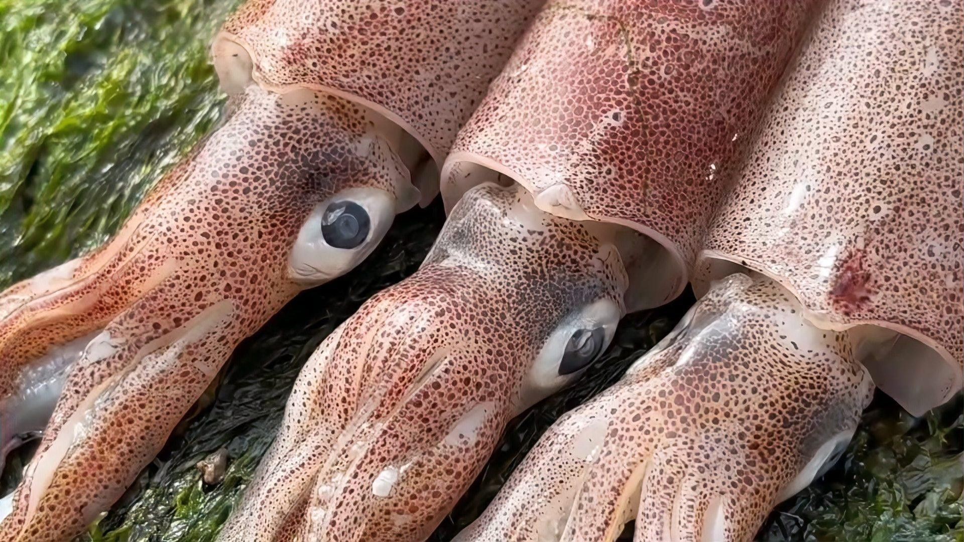 斑馬魚受傷后如何處理？：斑馬魚受傷后的處理方法 斑馬魚受傷后如何處理？：斑馬魚受傷后的處理方法 龍魚百科 第1張