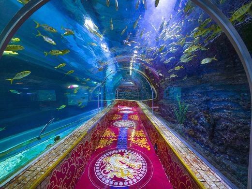 如何前往深圳龍魚市場：深圳龍魚市場的營業(yè)時間是多少？