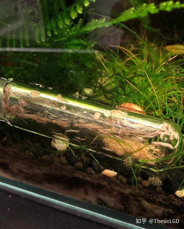 龍魚長蟲會(huì)自愈嗎：觀賞魚常見魚病治療方法大全(建議收藏
