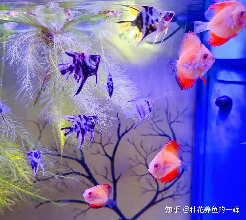繁殖缸中擺件多久清理一次：繁殖缸中擺件多久清洗一次