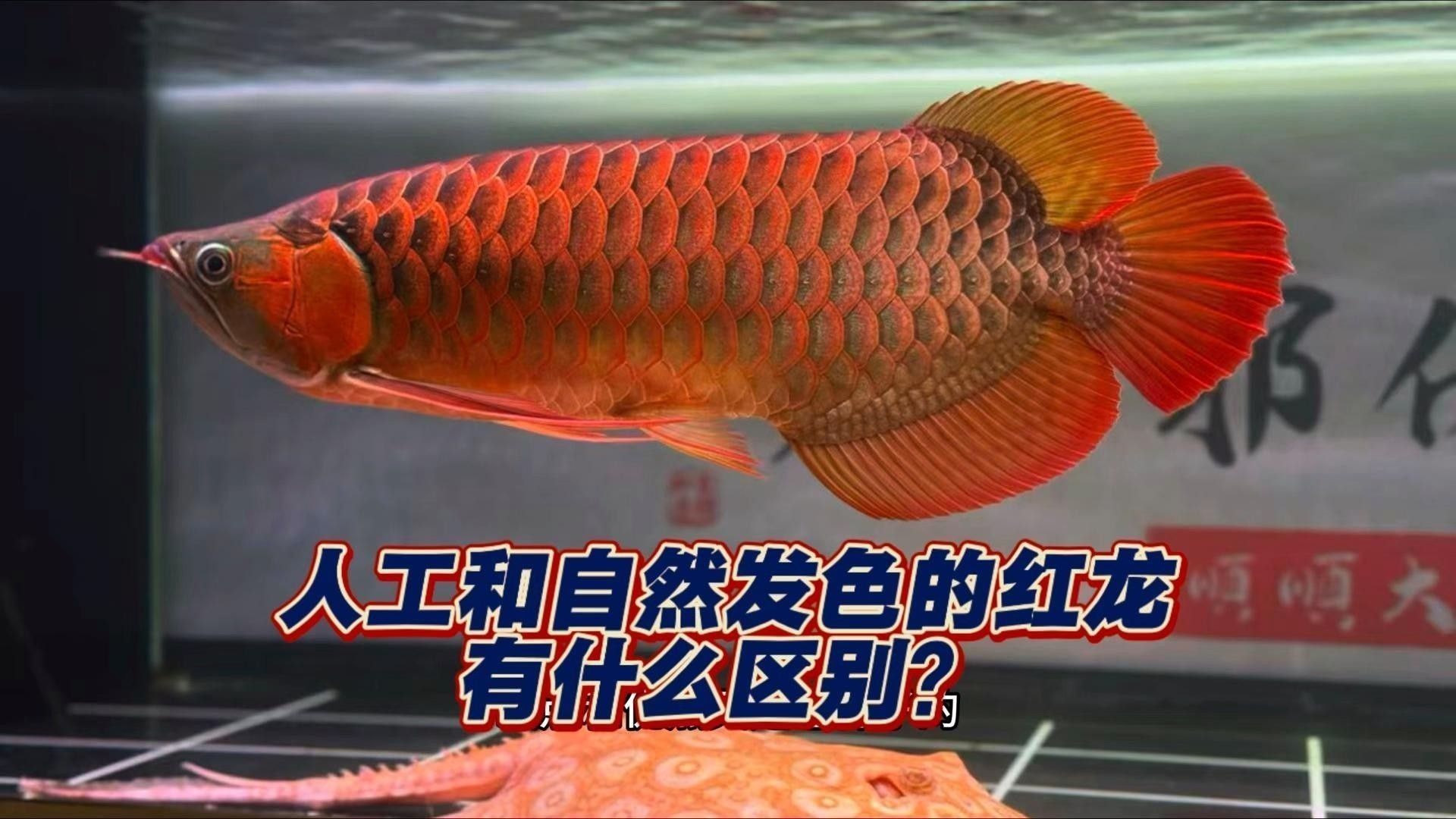 如何區(qū)分野生與人工赤血紅龍魚：野生與人工赤血紅龍魚有什么區(qū)別