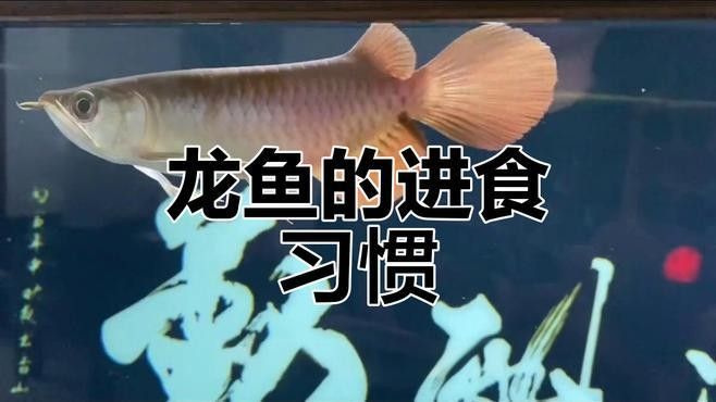 如何判斷小龍魚是否吃飽：如何判斷小龍魚是否已經吃飽 如何判斷小龍魚是否吃飽：如何判斷小龍魚是否已經吃飽 龍魚百科 第1張