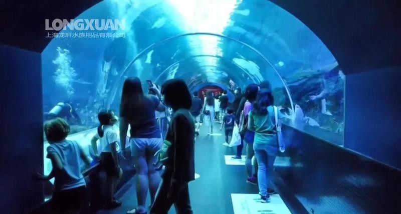如何保持龍魚和鸚鵡混養缸的水溫穩定：魚和鸚鵡混養缸水溫穩定是維持兩者健康的關鍵因素