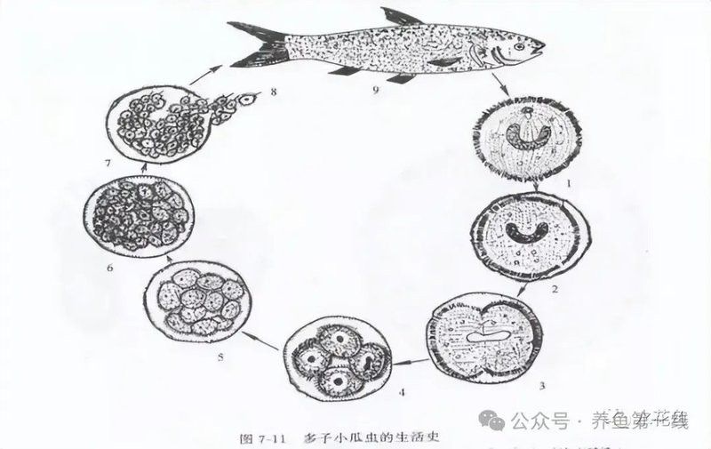如何早期發現雷龍魚的白點病？：雷龍魚身上有白點怎么辦