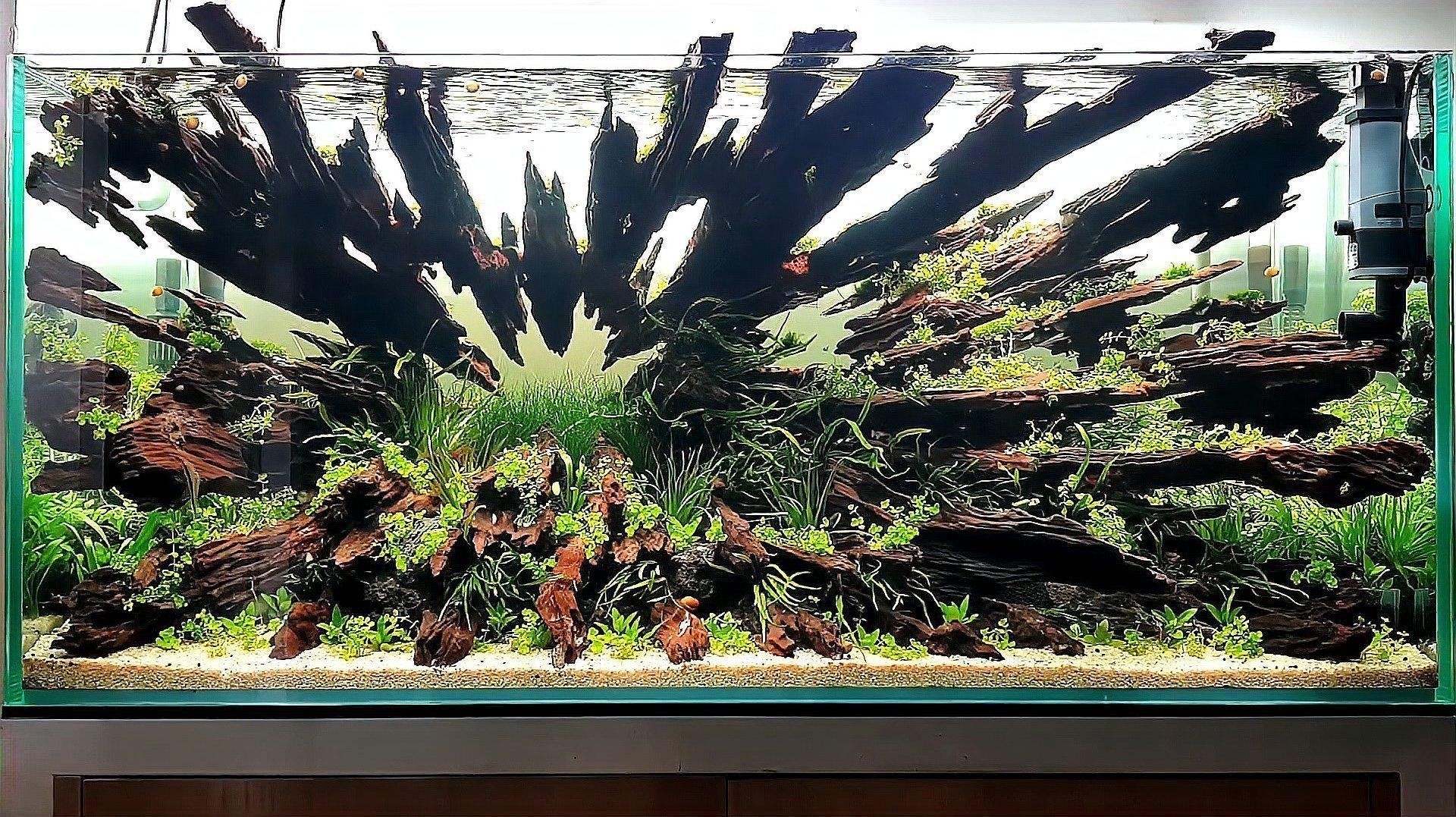 草缸造景需要哪些工具：草缸造景基本工具清單