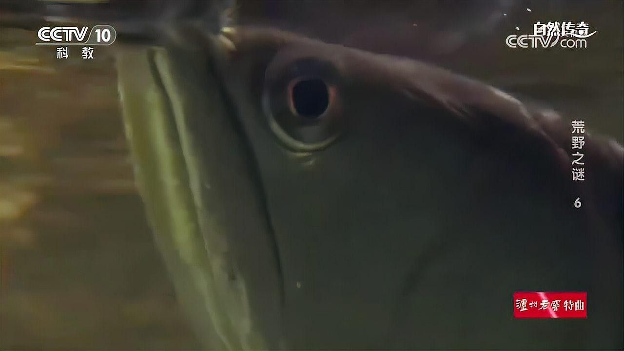 金龍魚嘴巴上的須可以剪嗎：龍魚嘴上的須可以剪嗎？