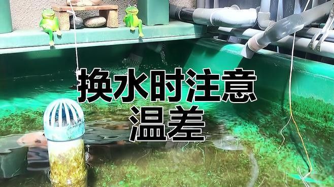 七彩雷龍魚換水時如何控制溫差：七彩雷龍魚換水時如何控制溫差，七彩雷龍魚換水技巧大揭秘