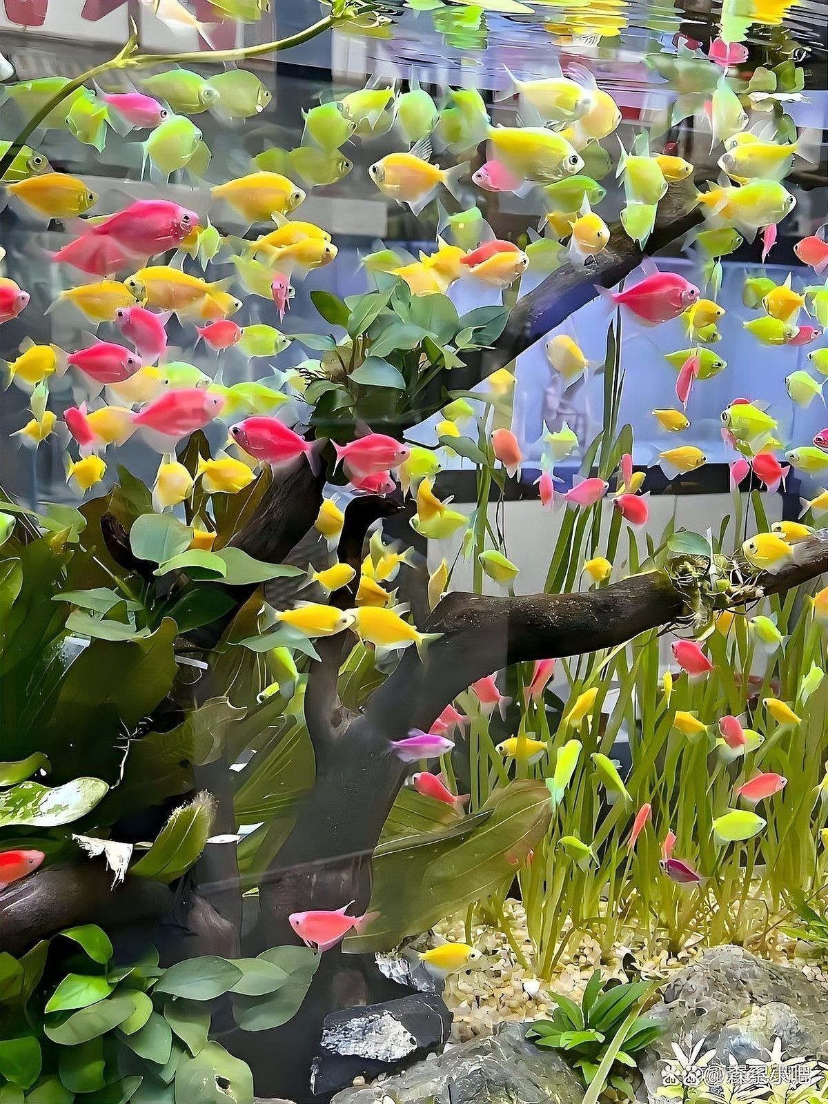 黑魚和龍魚混養需要多大的魚缸：魚和龍魚混養時需要選擇合適大小的魚缸