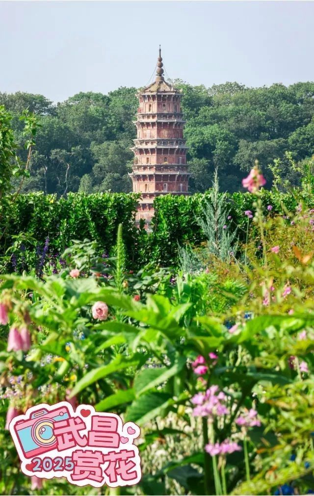 金龍魚大廈屋頂花園何時建成？：金龍魚大廈屋頂花園建成時間未明確，未檢索到與“金龍魚大廈”直接相關的建設或竣工時間