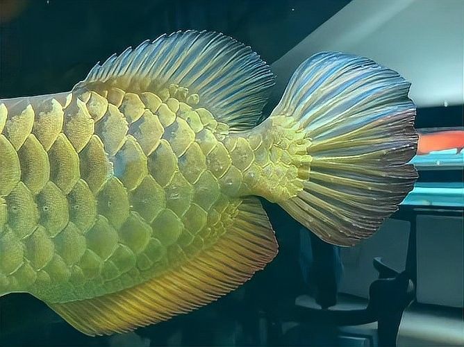龍魚眼睛凹陷能恢復(fù)嗎？：龍魚凹眼是怎么回事 龍魚眼睛凹陷能恢復(fù)嗎？：龍魚凹眼是怎么回事 龍魚百科 第4張