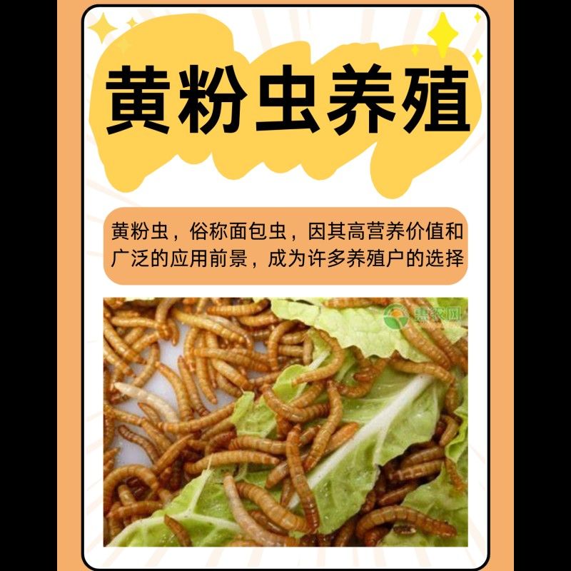 面包蟲多久喂一次：守宮喂食頻率全攻略賽博社會觀察站面包蟲養殖方法