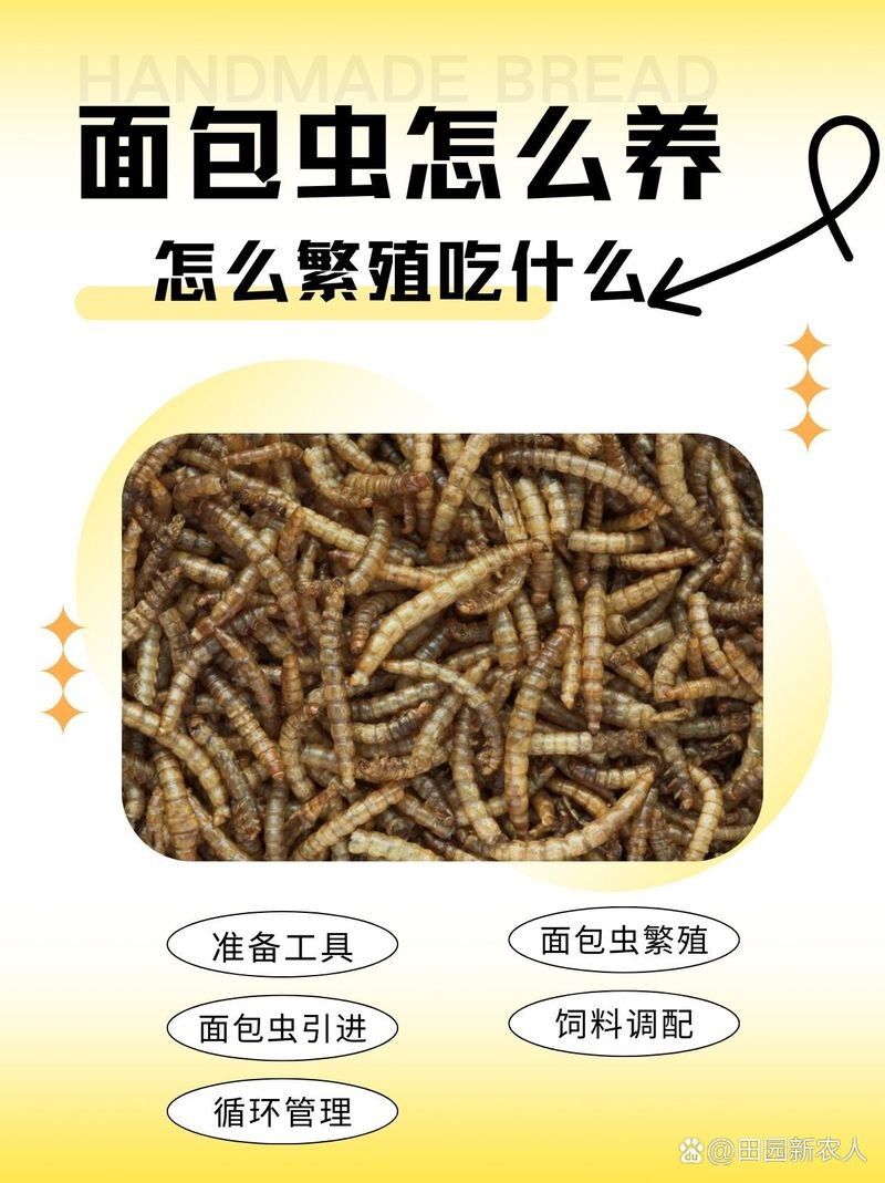 面包蟲多久喂一次：守宮喂食頻率全攻略賽博社會觀察站面包蟲養殖方法