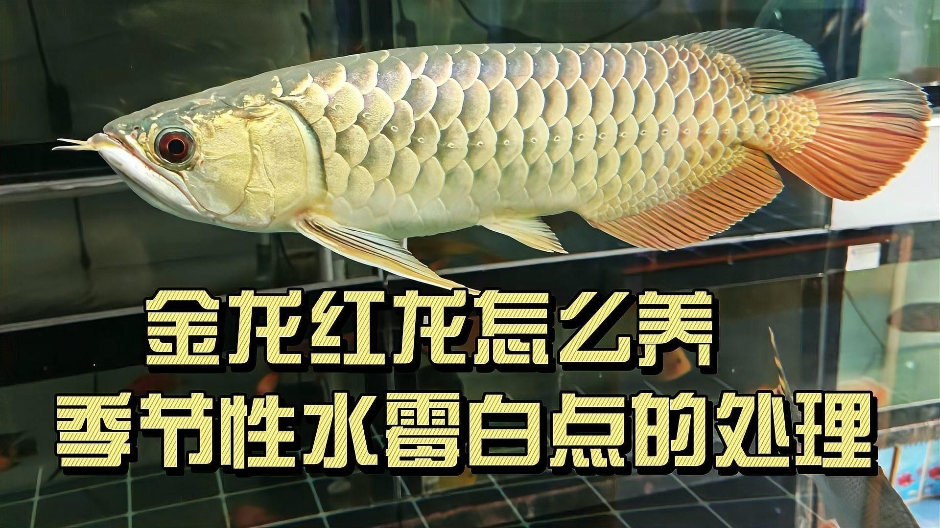 紅龍魚飼養全流程是怎樣的：養紅龍魚發色出狀態攻略，紅龍魚飼養的全流程是什么 紅龍魚飼養全流程是怎樣的：養紅龍魚發色出狀態攻略，紅龍魚飼養的全流程是什么 龍魚百科 第5張